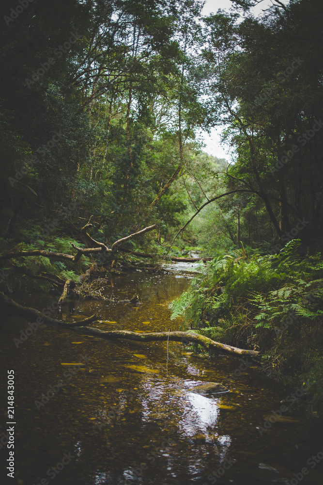 Wide angle landscape photo of the small stream at Jubilee Creek deep in the Knysna forest Wide angle landscape photo of the small stream at Jubilee Creek deep in the Knysna forest