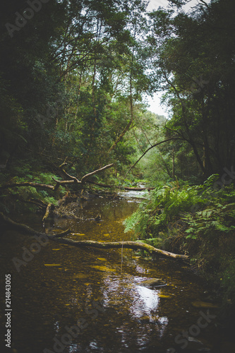 Wide angle landscape photo of the small stream at Jubilee Creek deep in the Knysna forest