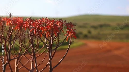 An African red succulent focused pulled into a few windmills in the far distance with red soil in the foreground. photo