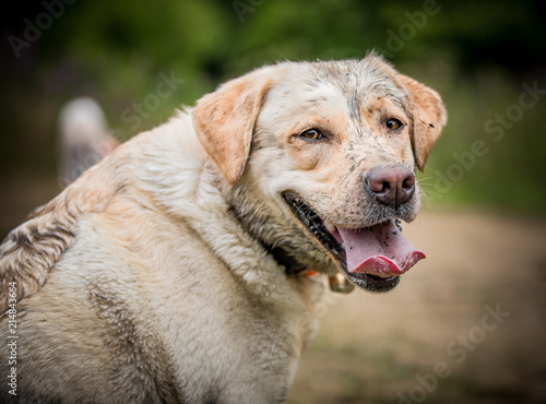 Obraz na płótnie Labradors at Play w salonie