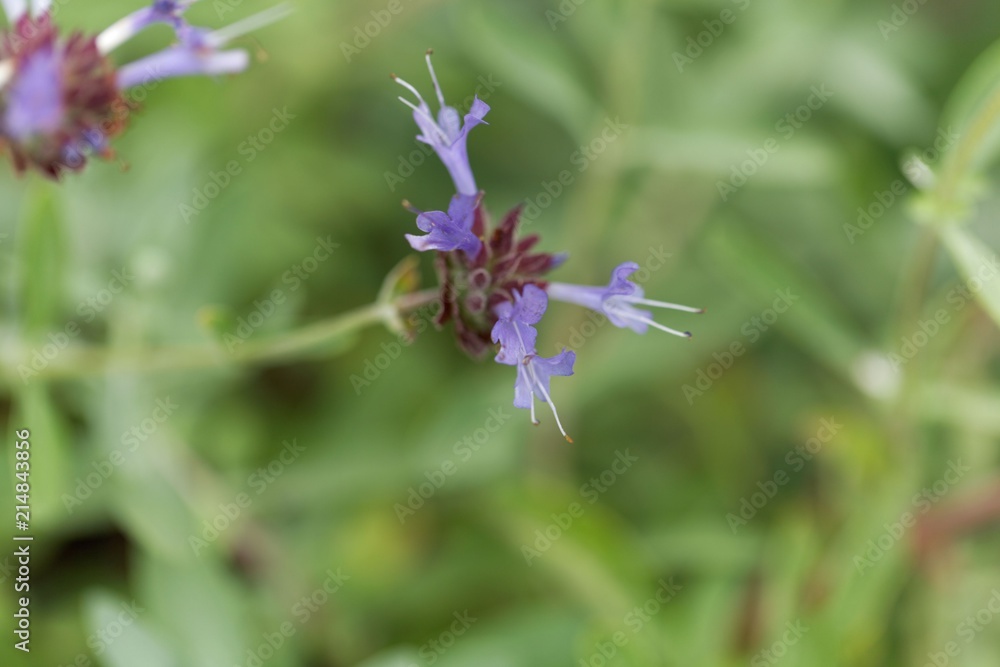 Cleveland sage (Salvia clevelandii) flowers. Cleveland sage (Salvia clevelandii) flowers.