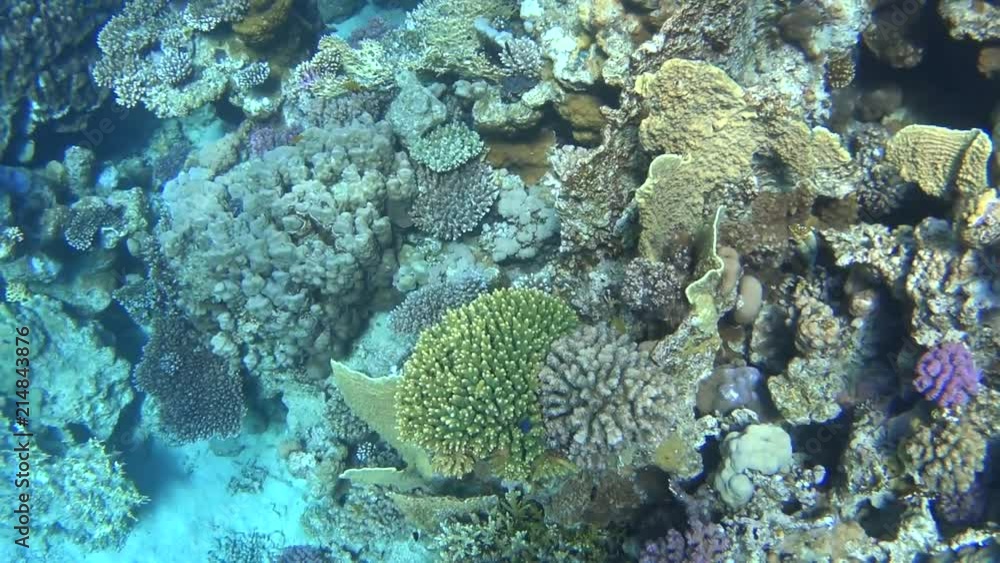 Coral reef on the Red Sea, hundreds of beautiful small fishes and excellent types Coral reef on the Red Sea, hundreds of beautiful small fishes and excellent types
