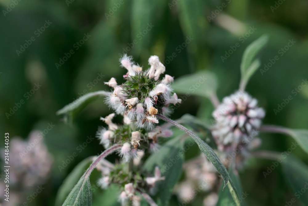 Detail of a motherwort (Leonurus cardiaca) flower Detail of a motherwort (Leonurus cardiaca) flower