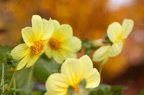Blooming yellow dahlias isolated on blurred background of orange autumn leaves. Contrast concept (blooming and withering). Last flowers. Seasons change