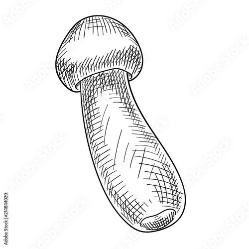 Hand-drawn cep mushroom sketch isolated on white.
