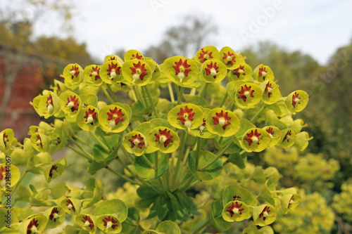 Martin s spurge in flower in close up