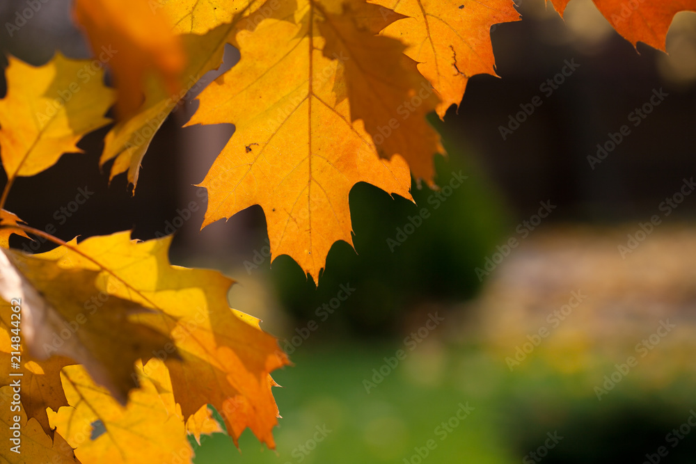 Fototapeta premium Sunlit yellow autumn maple leaves isolated on blurred natural countryside background