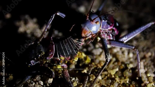 Exotic Namibian Desert Grasshopper cannibalizing its own species photo