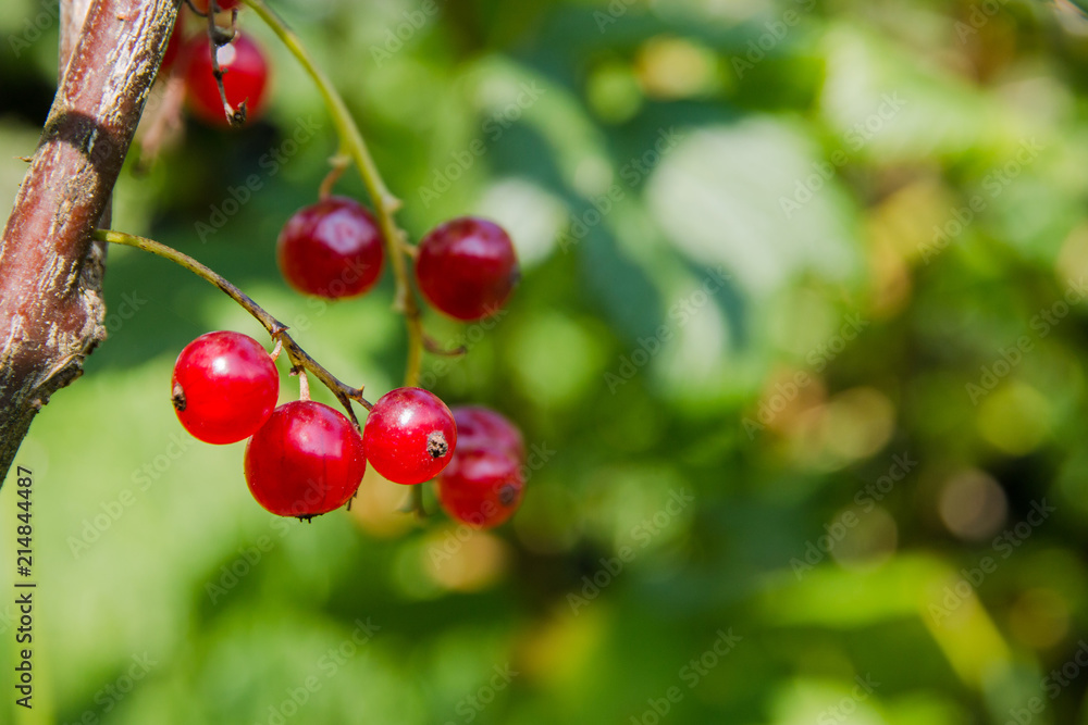 Red currant ripe fruit on plant branch
