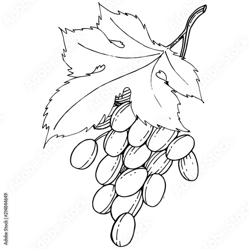 Grape healthy food in a vector style isolated. Full name of the fruit: grape. Vector wild fruit for background, texture, wrapper pattern or menu.