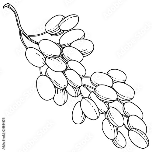 Grape healthy food in a vector style isolated. Full name of the fruit: grape. Vector wild fruit for background, texture, wrapper pattern or menu.