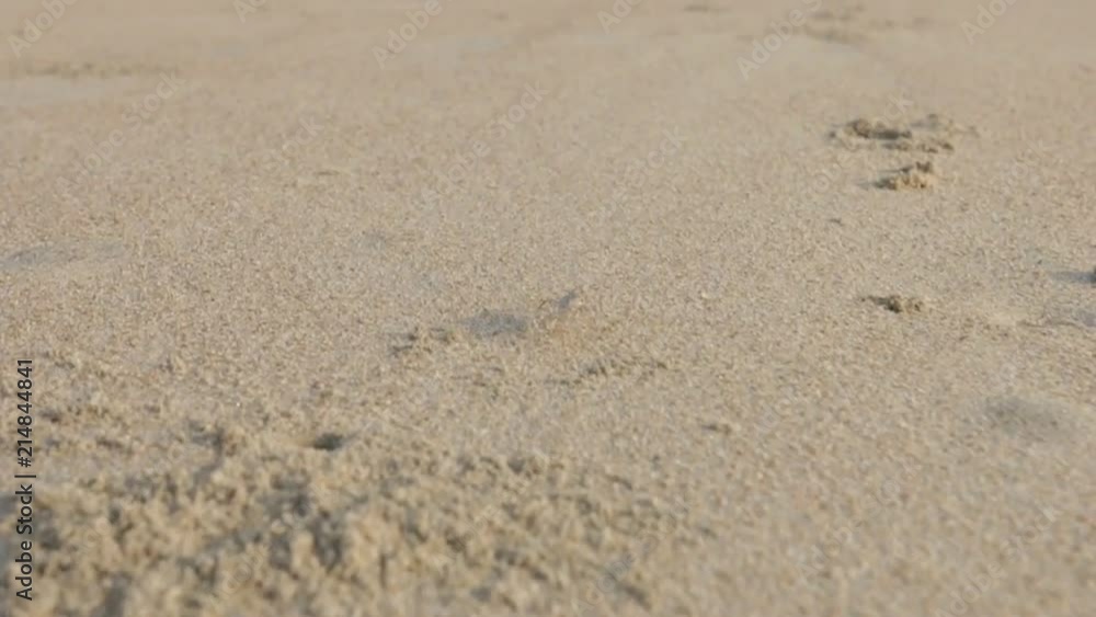 Little gray crab walking on the gold mexican beach Little gray crab walking on the gold mexican beach