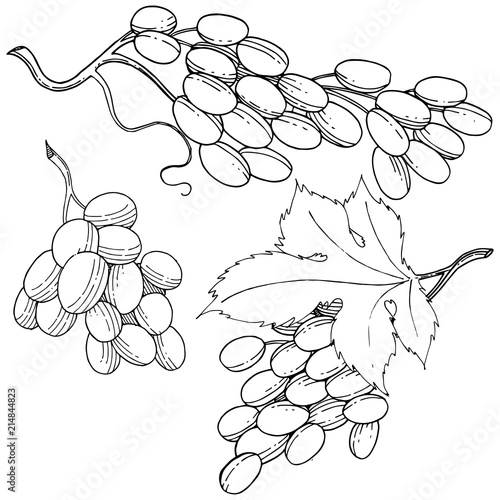 Grape healthy food in a vector style isolated. Full name of the fruit: grape. Vector wild fruit for background, texture, wrapper pattern or menu.