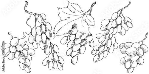 Grape healthy food in a vector style isolated. Full name of the fruit: grape. Vector wild fruit for background, texture, wrapper pattern or menu.