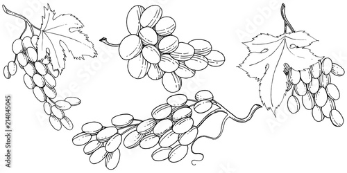Grape healthy food in a vector style isolated. Full name of the fruit: grape. Vector wild fruit for background, texture, wrapper pattern or menu.