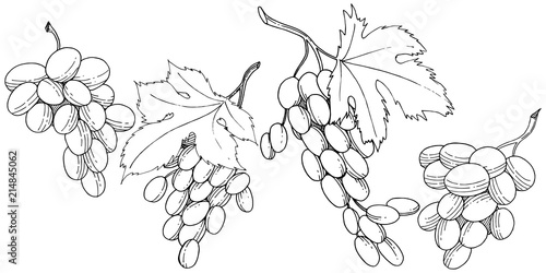 Grape healthy food in a vector style isolated. Full name of the fruit: grape. Vector wild fruit for background, texture, wrapper pattern or menu.