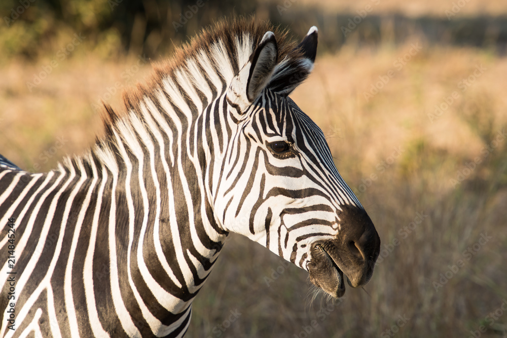 Zebra head zambia africa