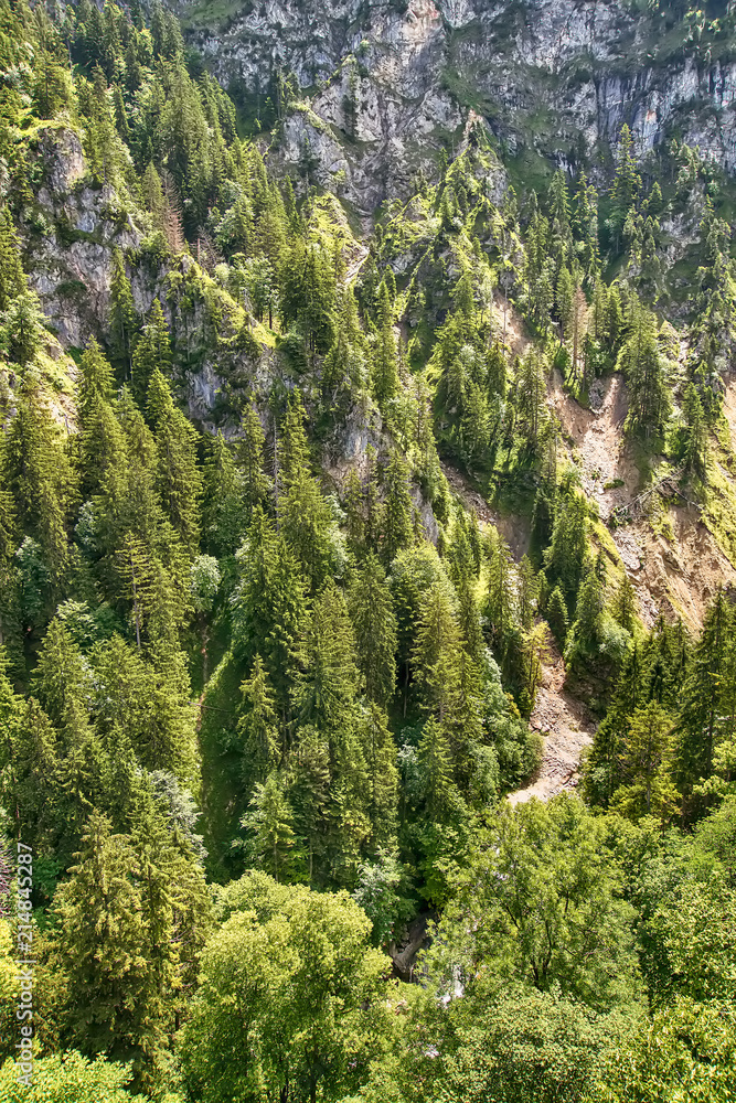 Naklejka premium Aerial top view of summer green trees in forest 