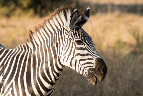 Zebra head zambia africa