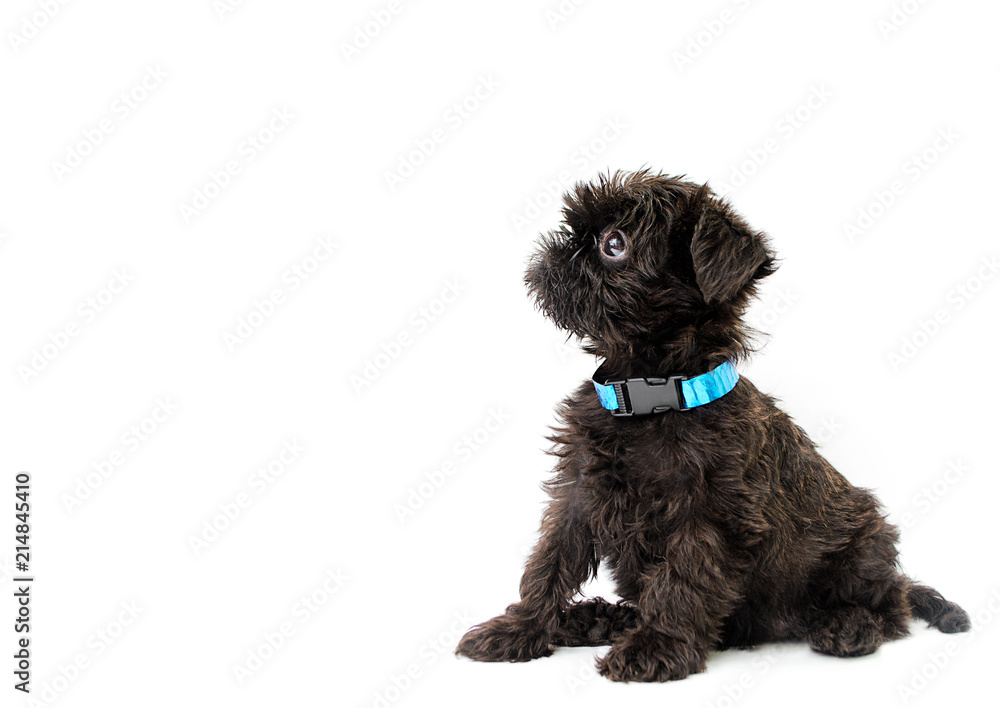 Griffon puppy on a white background Griffon puppy on a white background