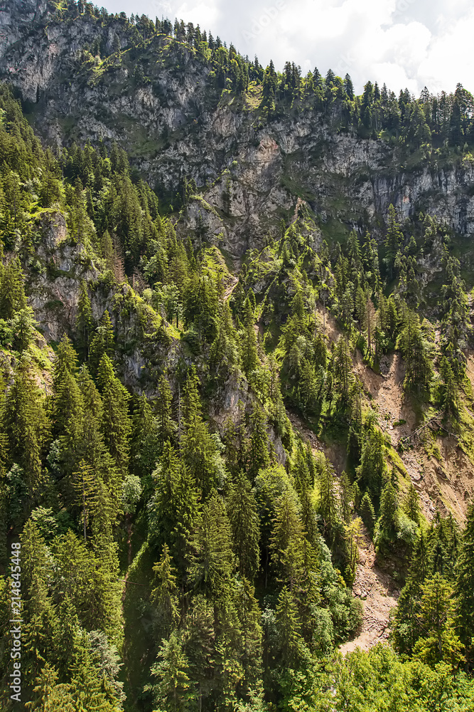 Fototapeta premium Aerial top view of summer green trees in forest