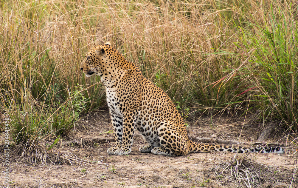 Fototapeta premium Leopard stalking zambia africa