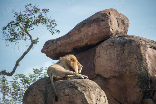 Male Lion on Rock
