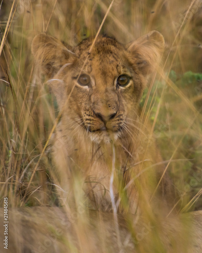 Lion Cub Cat South Luangwa Zambia