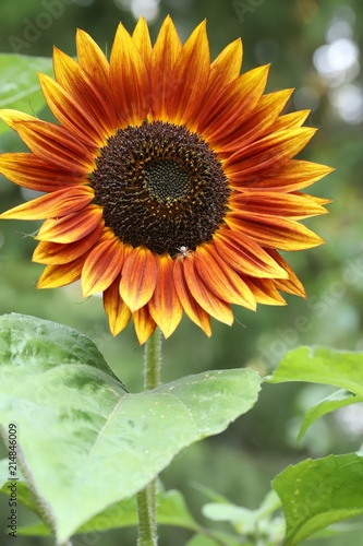 Red sunflower