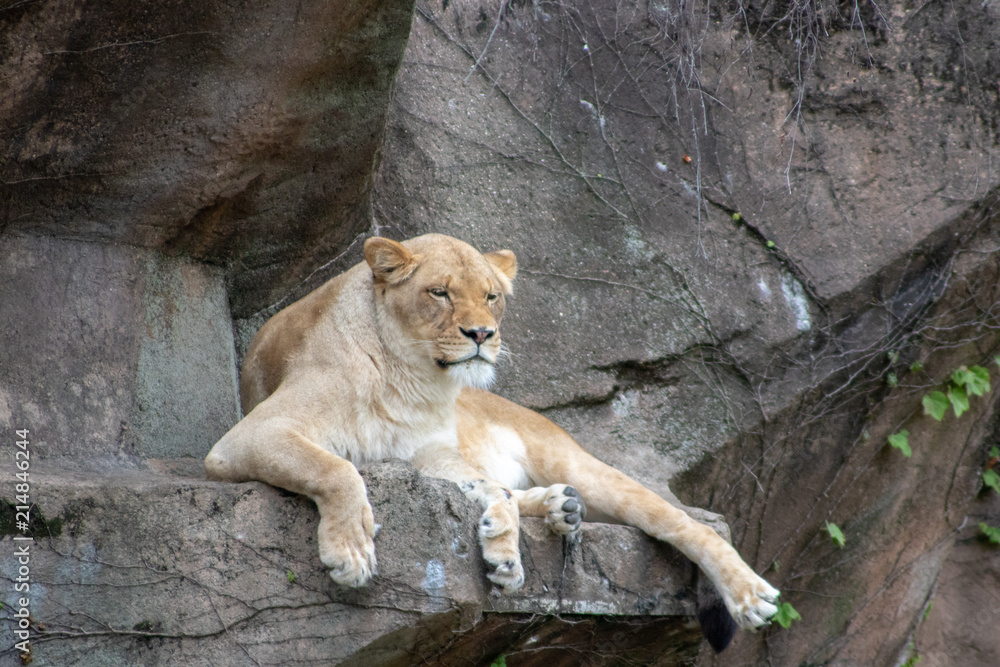 lion lion