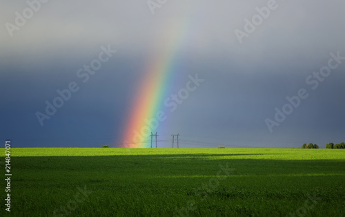 beautiful natural background with bright multicolored rainbows in the distance on the horizon on the green wheat field in summer