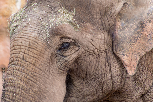 Close up of Asian Elephant