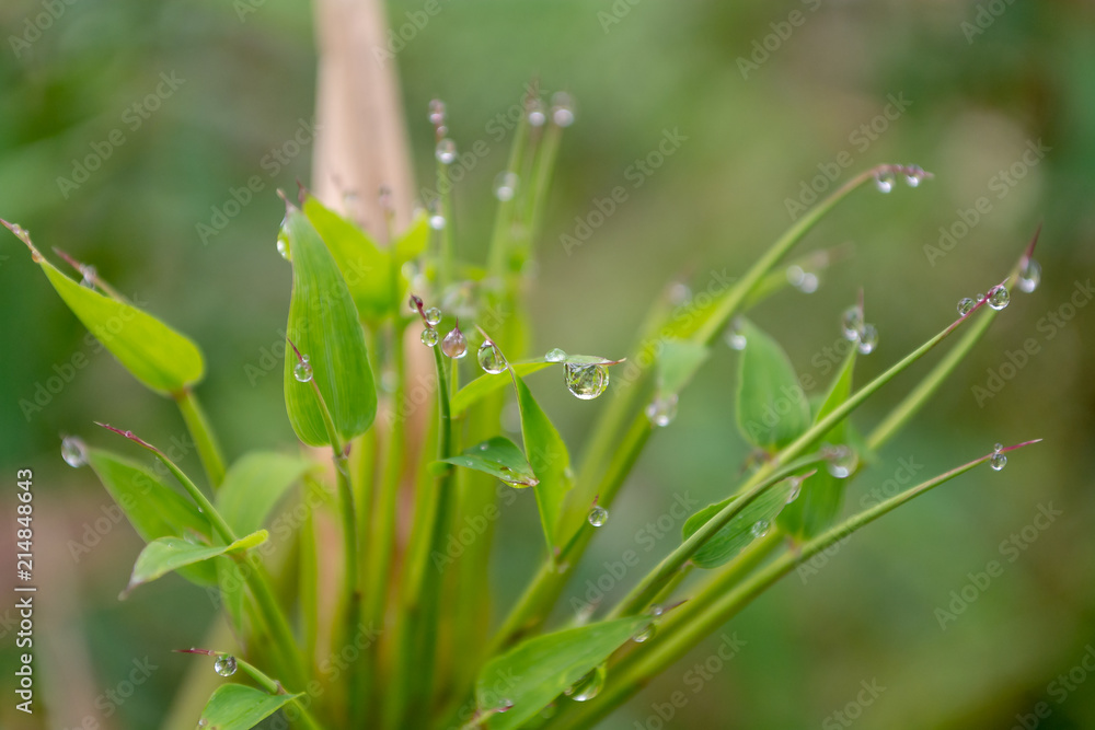 gotas de lluvia gotas de lluvia