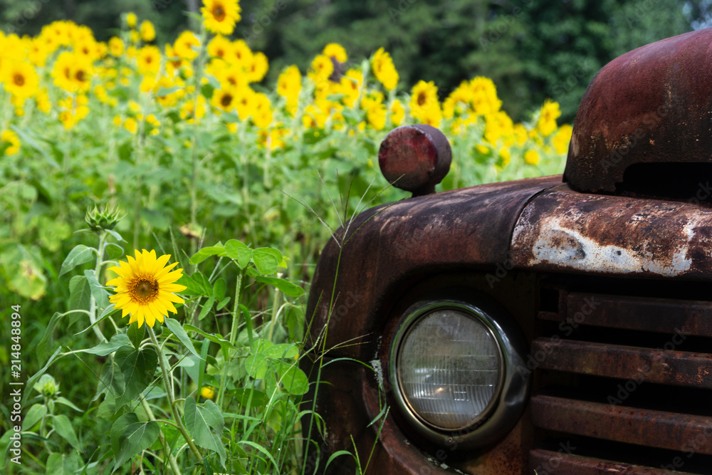 Fototapeta premium Bright yellow sunflowers surrounding a rusty antique truck.