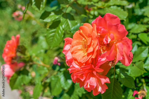 Red roses in botanical garden