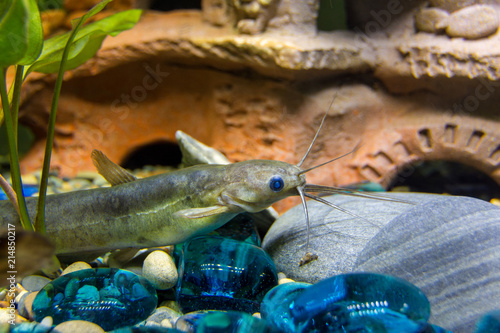 The head of a sackgrass in a freshwater aquarium photo