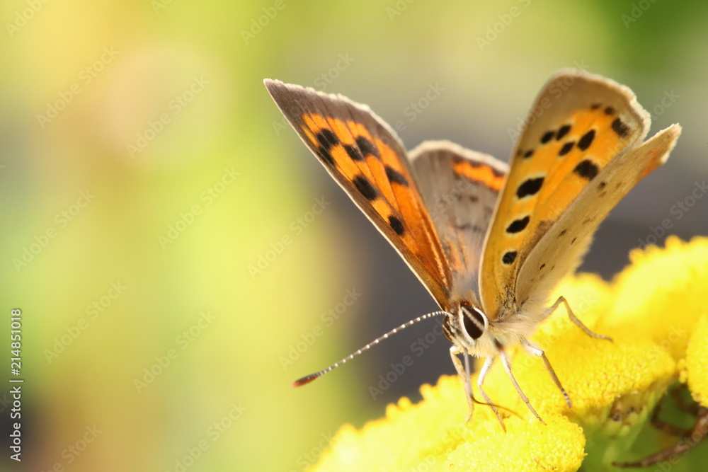 Obraz premium Beautiful little butterfly