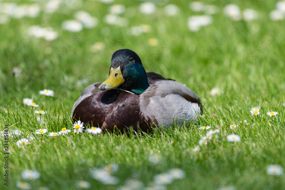 Mallard Duck (Anas platyrhynchos) Mallard Duck (Anas platyrhynchos)