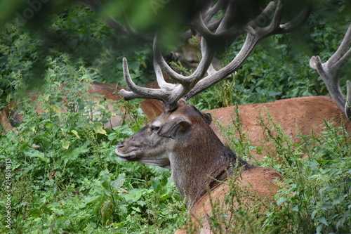 Hirsch und Reh