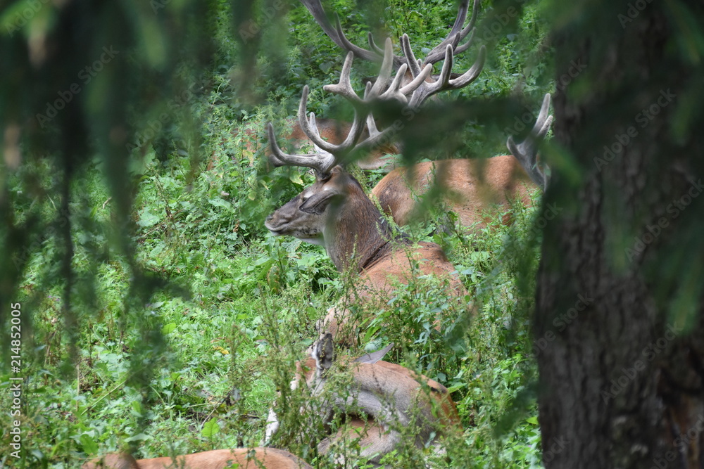 Naklejka premium Hirsch und Reh
