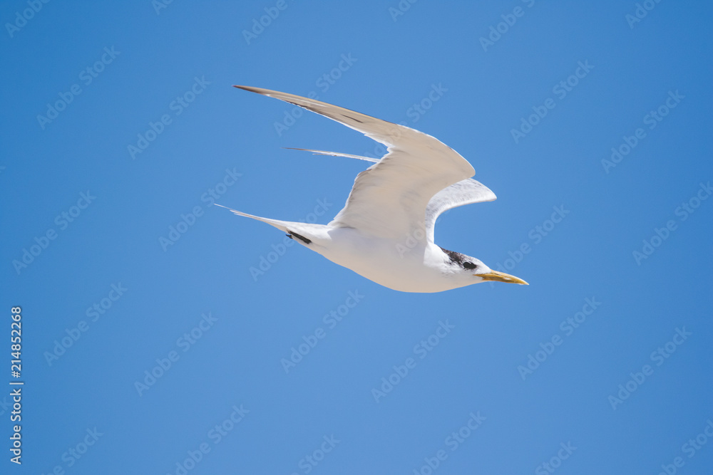 Close up image of a flock of Caspian Terns flying of the perch in an estuary in South Africa Close up image of a flock of Caspian Terns flying of the perch in an estuary in South Africa