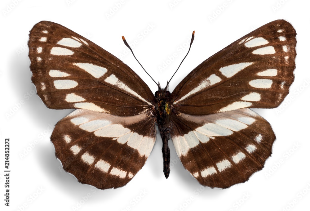 Fototapeta premium Brown and White Butterfly