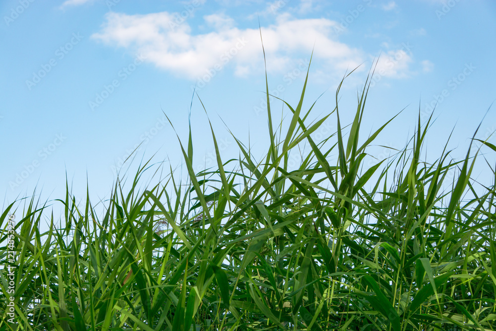 Fresh grass grows, summer landscape, grass illuminated by the rays of the sun, a natural background Fresh grass grows, summer landscape, grass illuminated by the rays of the sun, a natural background