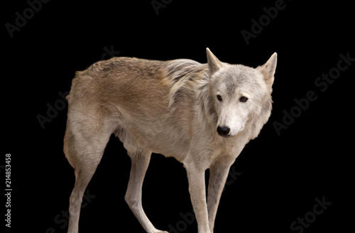 Grey wolf isolated on black photo