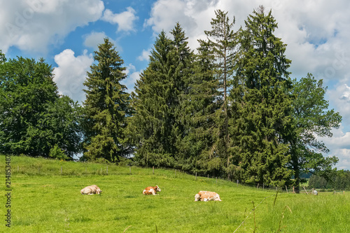 Idyllic landscape in the Alps with grazing cows in summer