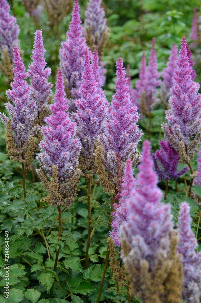 Fototapeta premium Beautiful Bushes of flowers Astilbe with a fluffy pink panicles