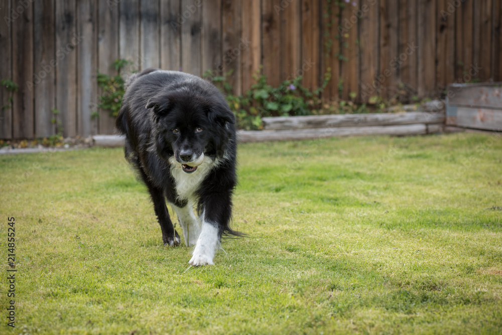 Happy black and white dog carrying a ball in the back yard. Happy black and white dog carrying a ball in the back yard.