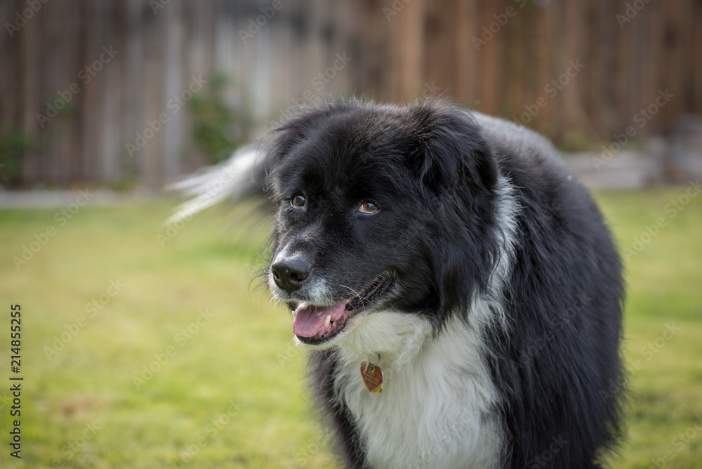 Portrait of a happy black and white dog in her back yard.