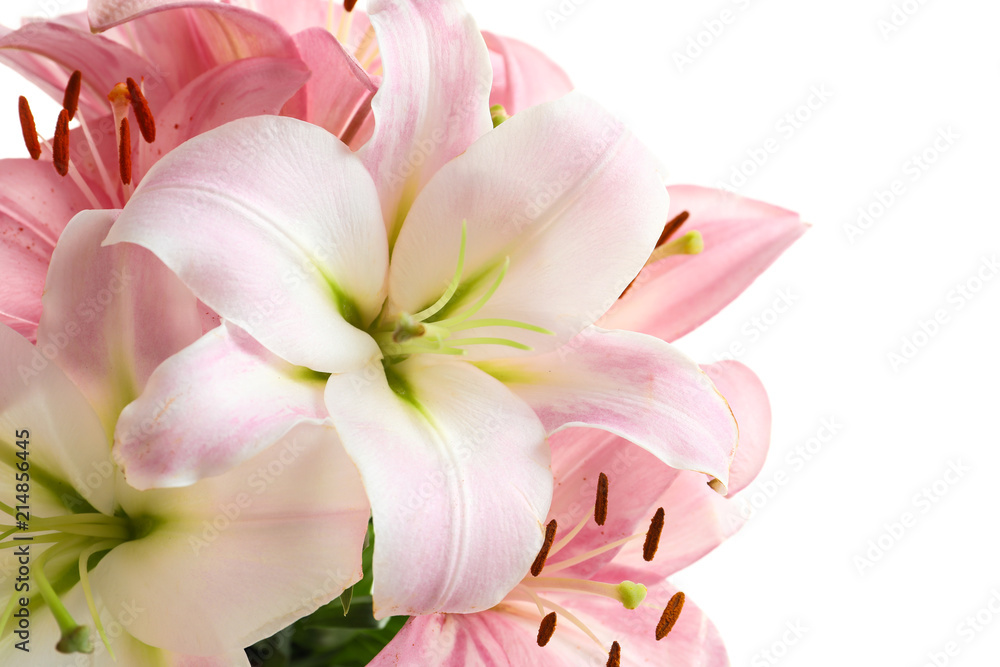 Beautiful blooming lily flowers on white background
