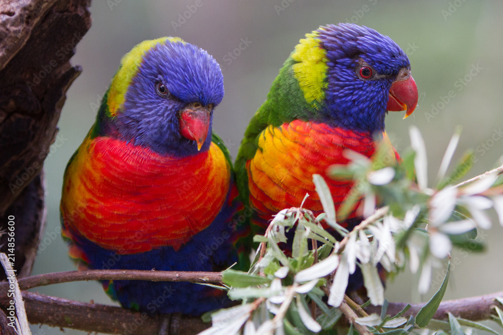 Two Brightly Colored Rainbow Lorikeets